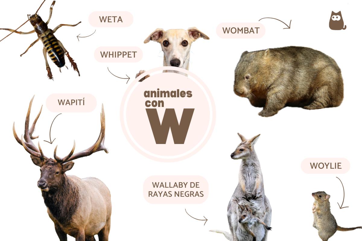 Animales que empiezan por W