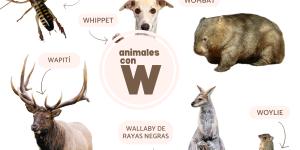 Animales que empiezan por W