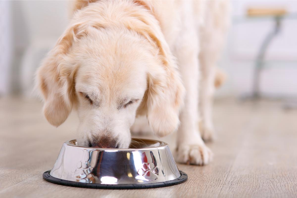 Dietas para perros con diabetes