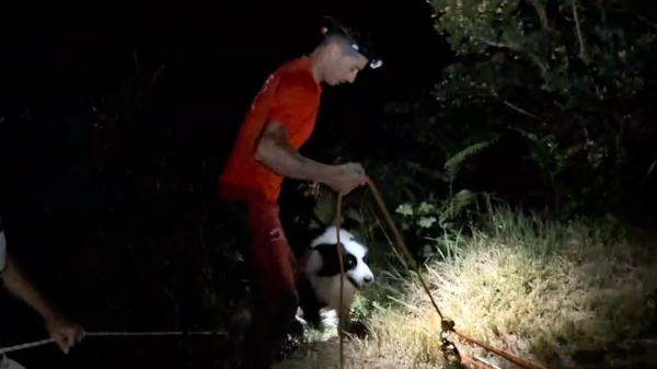 Los drones salvan la vida de "Covi": así fue el rescate del perro que pasó siete horas atrapado en un acantilado de Asturias