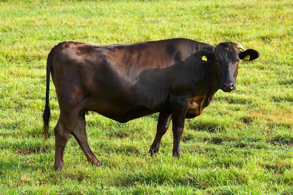 Animales que empiezan por W - Wagyu (Bos taurus)