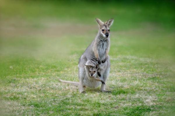 Animales que empiezan por W - Wallaby de rayas negras (Macropus dorsalis)