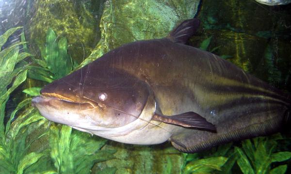 Animales que empiezan por W - Wallago (Wallago attu)