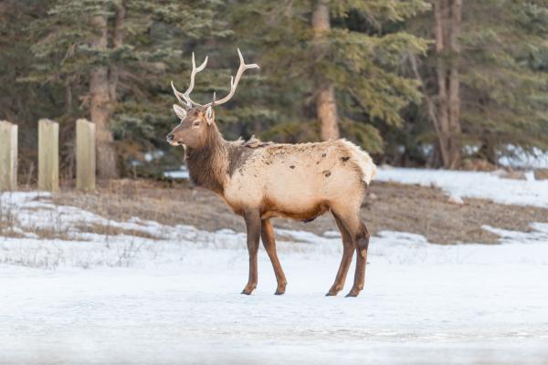 Animales que empiezan por W - Wapití (Cervus canadensis)