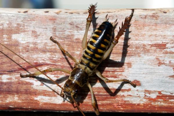 Animales que empiezan por W - Wetas (familias Stenopelmatidae y Rhapidophoridae)