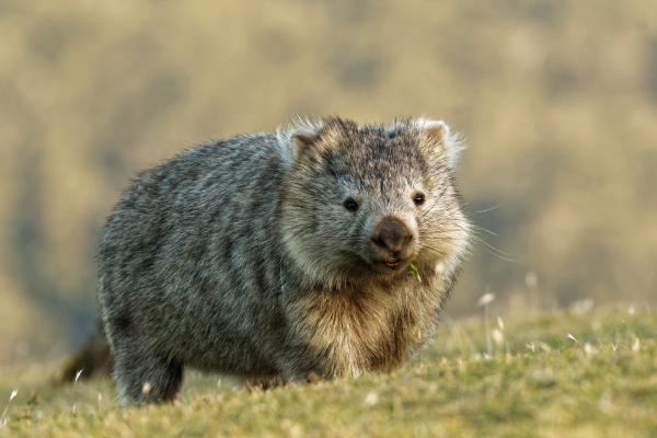 Animales que empiezan por W - Wombat común (Vombatus ursinus)