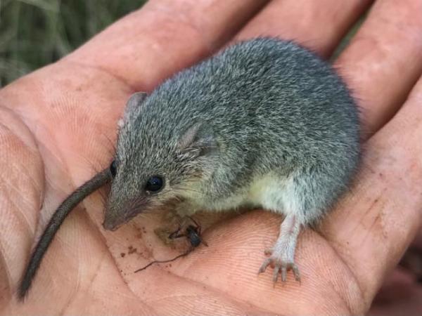 Animales que empiezan por W - Wongai ningaui (Ningaui ridei)