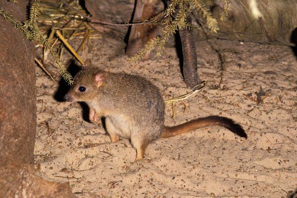 Animales que empiezan por W - Woylie (Bettongia penicillata)