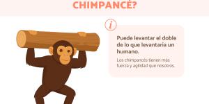 ¿Cuánta fuerza tiene un chimpancé?