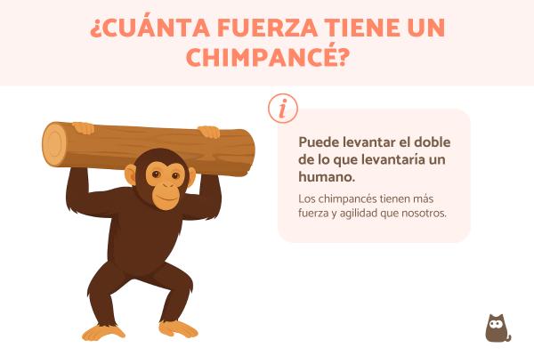 ¿Cuánta fuerza tiene un chimpancé?