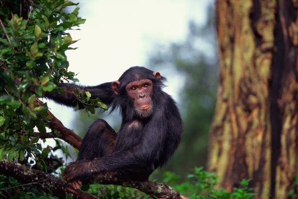 ¿Cuánta fuerza tiene un chimpancé? - ¿Cuánta fuerza tiene un chimpancé adulto?