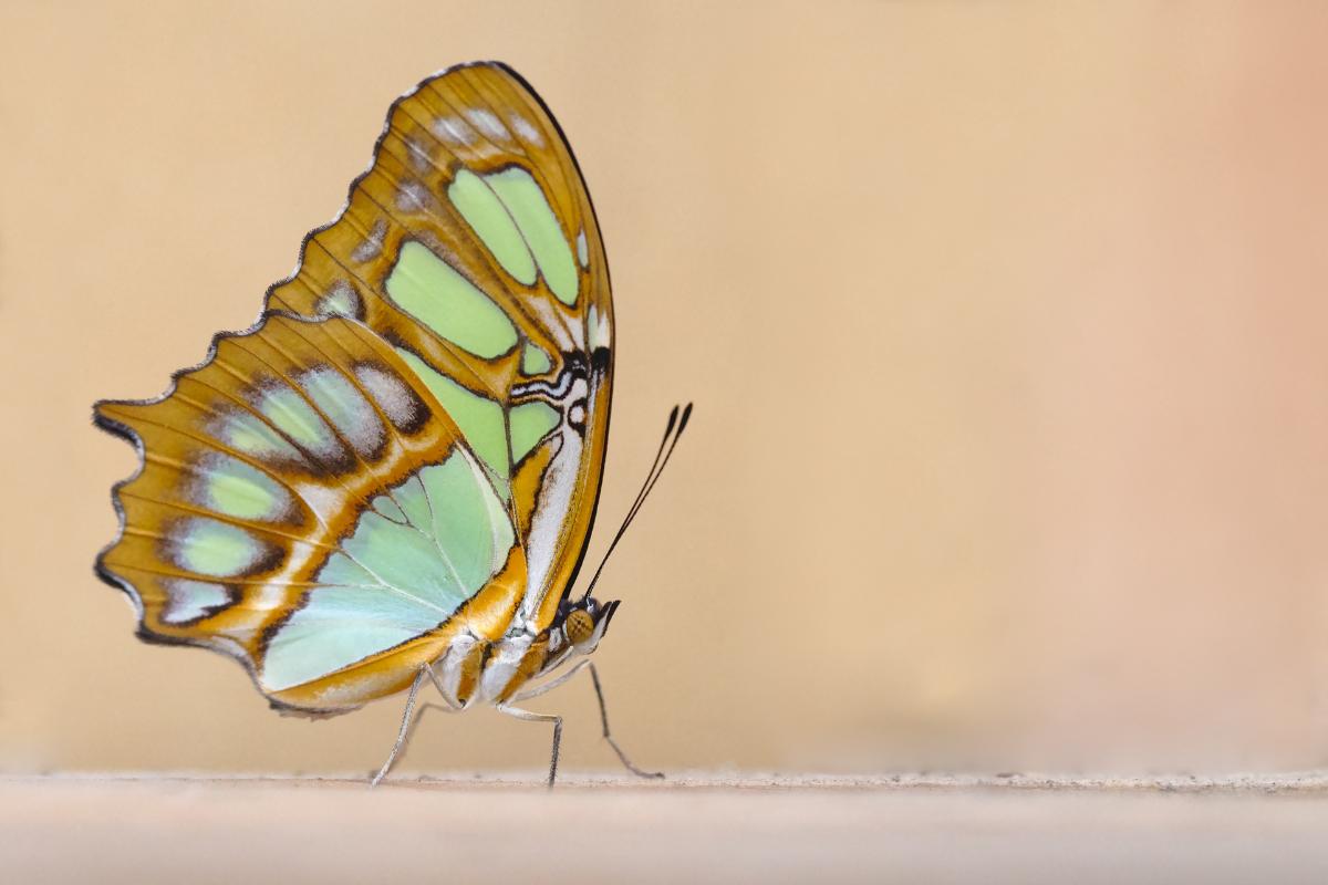 ¿La mariposa es un insecto?
