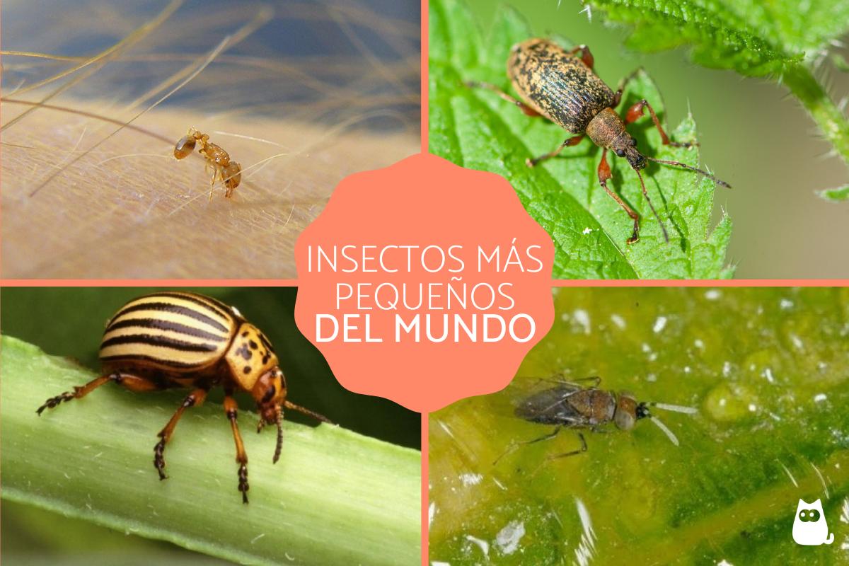 Los 10 insectos más pequeños del mundo