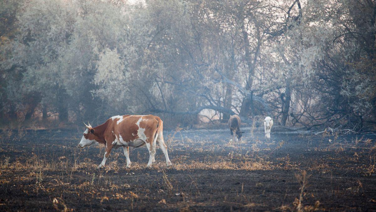 Los veterinarios lo tienen claro: así puedes ayudar a la fauna salvaje tras un incendio sin ponerla en peligro