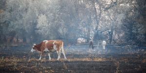 Los veterinarios lo tienen claro: así puedes ayudar a la fauna salvaje tras un incendio sin ponerla en peligro