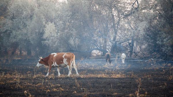 Los veterinarios lo tienen claro: así puedes ayudar a la fauna salvaje tras un incendio sin ponerla en peligro