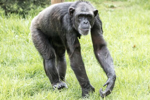 ¿Cuánta fuerza tiene un chimpancé? - ¿Un chimpancé es más fuerte que una persona?