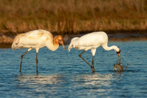 Tipos de grullas - 11. Grulla trompetera (Grus americana)