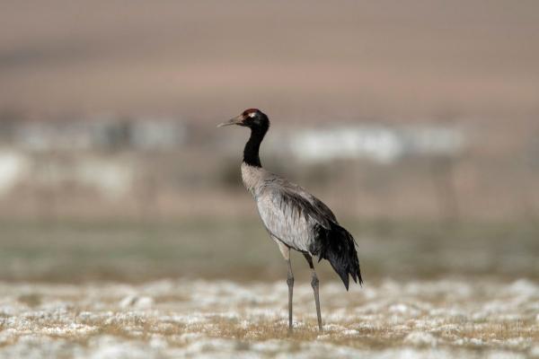 Tipos de grullas - 12. Grulla cuellonegra (Grus nigricollis)