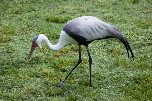 Tipos de grullas - 14. Grulla de Wattled (Bugeranus carunculatus)