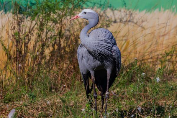 Tipos de grullas - 15. Grulla del paraíso (Anthropoides paradiseus)