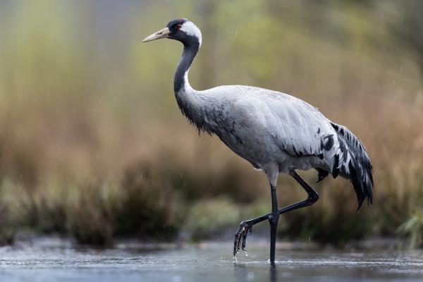 Tipos de grullas - 1. Grulla común (Grus grus)