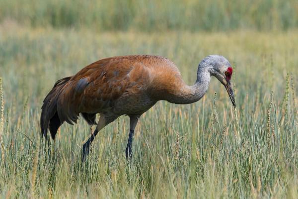 Tipos de grullas - 2. Grulla canadiense (Antigone canadensis)