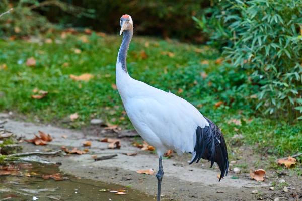 Tipos de grullas - 3. Grulla de Manchuria (Grus japonensis)