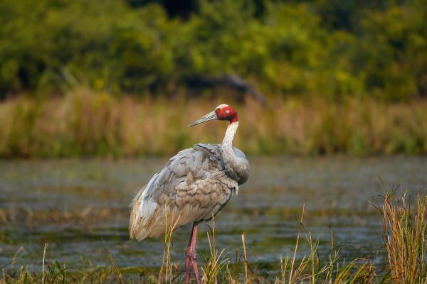 Tipos de grullas - 4. Grulla sarus (Antigone antigone)