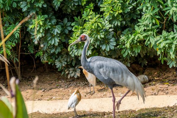 Tipos de grullas - 6. Grulla de cabeza blanca (Antigone vipio)