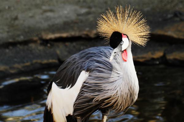 Tipos de grullas - 7. Grulla coronada cuelligris (Balearica regulorum)