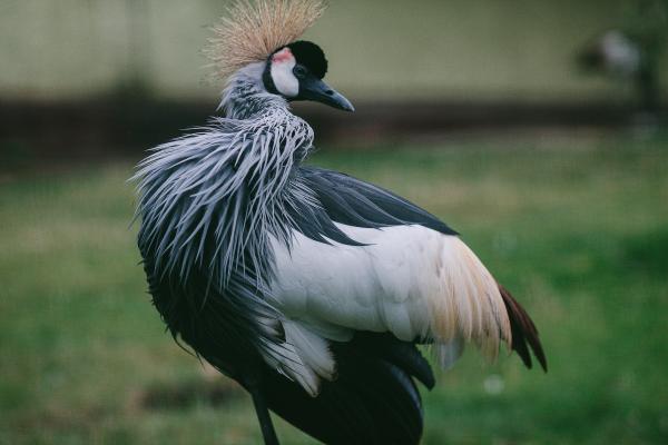 Tipos de grullas - 8. Grulla coronada cuellinegra (Balearica pavonina)