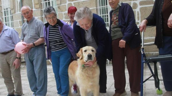 Una residencia de Galicia acogió a un golden retriever para acompañar a sus mayores y ahora no imaginan el día a día sin él: “Es el niño mimado de la casa” - Odie llegó siendo un cachorro y ha terminado convirtiéndose en uno más de la residencia