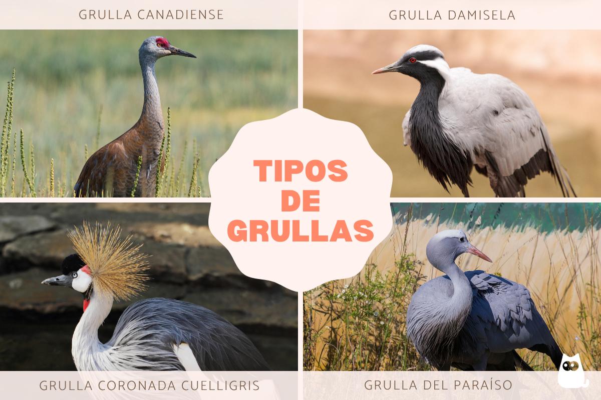 Tipos de grullas