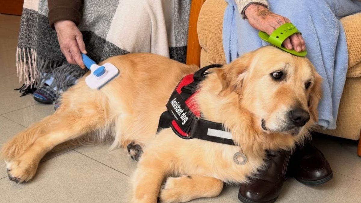 Una residencia de Galicia acogió a un golden retriever para acompañar a sus mayores y ahora no imaginan el día a día sin él: “Es el niño mimado de la casa”