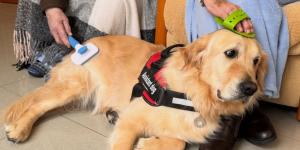 Una residencia de Galicia acogió a un golden retriever para acompañar a sus mayores y ahora no imaginan el día a día sin él: “Es el niño mimado de la casa”