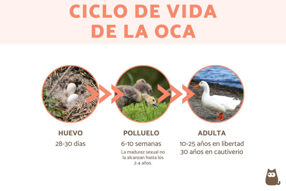 ¿Cuánto vive una oca?