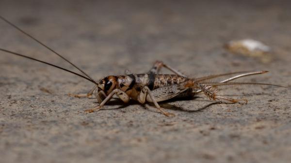 Si escuchas grillos en el jardín o cerca de casa durante la noche, esto es lo que significa y por qué es una buena señal - La razón por la que los jardines y los alrededores de las casas atraen a los grillos