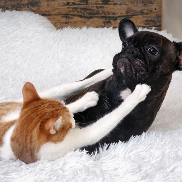 son peligrosos los arañazos de gato para los perros