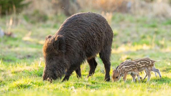 Razones por las que los jabalíes atacan a las personas y qué hacer si te encuentras con uno - Razones por las que los jabalíes atacan a las personas y pueden ser peligrosos
