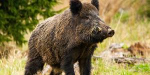 Razones por las que los jabalíes atacan a las personas y qué hacer si te encuentras con uno