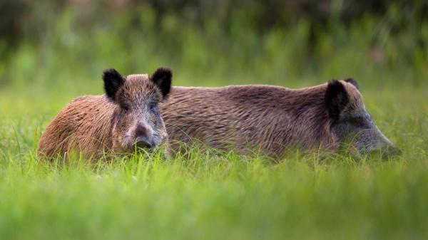 Razones por las que los jabalíes atacan a las personas y qué hacer si te encuentras con uno - ¿Realmente los jabalíes atacan a las personas? Mitos y realidad