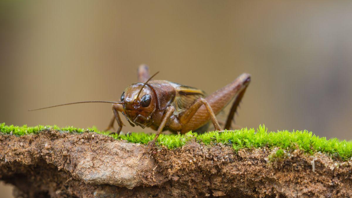 Si escuchas grillos en el jardín o cerca de casa durante la noche, esto es lo que significa y por qué es una buena señal