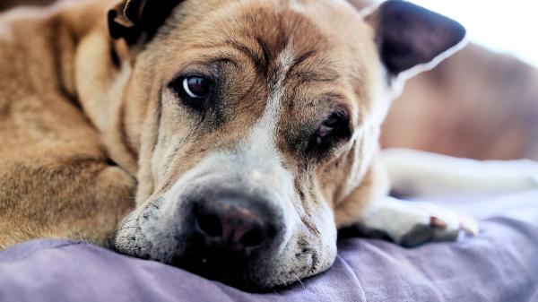 La brucelosis en perros es una infección silenciosa que muchos detectan demasiado tarde: estas son sus señales de alerta - Abortos, infertilidad y fiebre: los síntomas más frecuentes de la brucelosis en perros