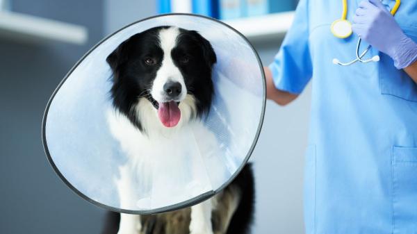 La brucelosis en perros es una infección silenciosa que muchos detectan demasiado tarde: estas son sus señales de alerta - El tratamiento de esta infección es largo y requiere antibióticos y aislamiento