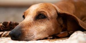 La brucelosis en perros es una infección silenciosa que muchos detectan demasiado tarde: estas son sus señales de alerta
