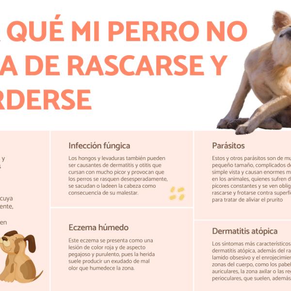 por qué mi perro tiene picazón en la piel escamosa