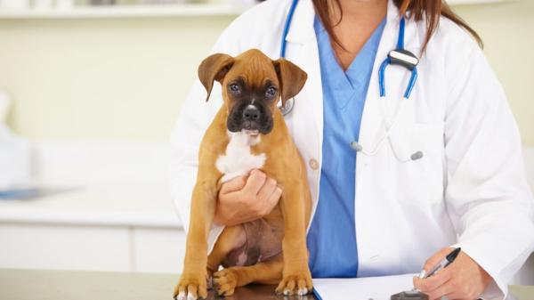 Las razas de perro que más visitan al veterinario y los problemas de salud más comunes que tienen - Bóxer: problemas cardíacos y otras dolencias más habituales