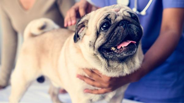 Las razas de perro que más visitan al veterinario y los problemas de salud más comunes que tienen - Bulldogs y carlinos: problemas habituales en perros braquicéfalos 