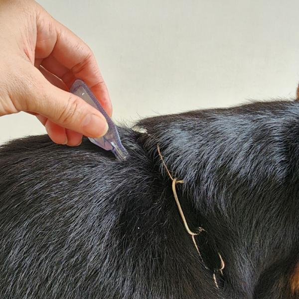 cómo mató lennie al cachorro